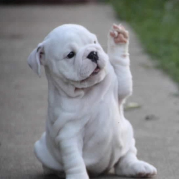 dirtylittlepaws